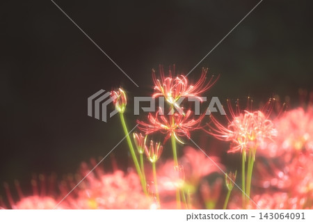 閃亮的紅蜘蛛百合 閃亮的紅蜘蛛百合 143064091