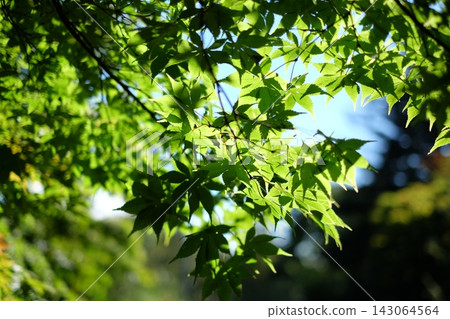 Fresh green maple leaves, translucent in the sunlight filtering through the trees, in Tateshina, Nagano Prefecture. Fresh green maple leaves, translucent in the sunlight filtering through the trees, in Tateshina, Nagano Prefecture. 143064564