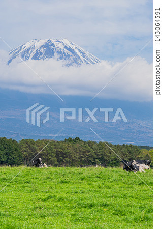 Scenery of Asagiri Plateau in Fujinomiya City (Shizuoka Prefecture) Scenery of Asagiri Plateau in Fujinomiya City (Shizuoka Prefecture) 143064591