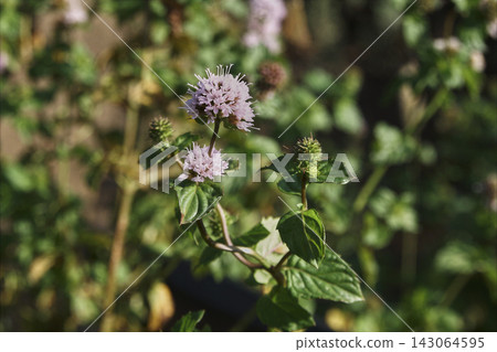 Water mint flowers are small, pale pink to light purple flowers that bloom in spherical clusters at the tips of stems and around nodes. Water mint flowers are small, pale pink to light purple flowers that bloom in spherical clusters at the tips of stems and around nodes. 143064595
