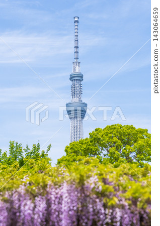 龜戶天神神社和東京晴空塔的紫藤花架 龜戶天神神社和東京晴空塔的紫藤花架 143064659