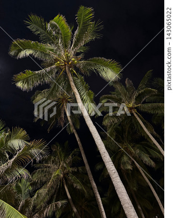 Coconut palm trees illuminated against the dark night sky Coconut palm trees illuminated against the dark night sky 143065022