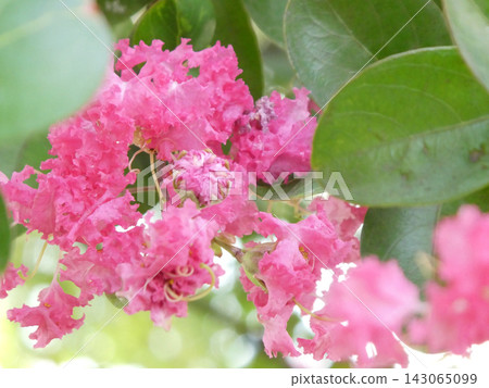 The pink crape myrtle, also known as 100-day red, blooms from summer to autumn. The pink crape myrtle, also known as 100-day red, blooms from summer to autumn. 143065099