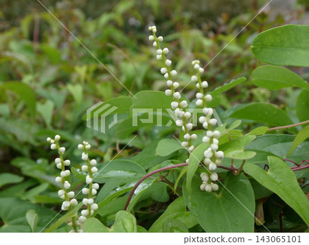 The male flowers of the Japanese yam (Dioscorea japonica) are erect and have small flowers on a rod-like base. The male flowers of the Japanese yam (Dioscorea japonica) are erect and have small flowers on a rod-like base. 143065101