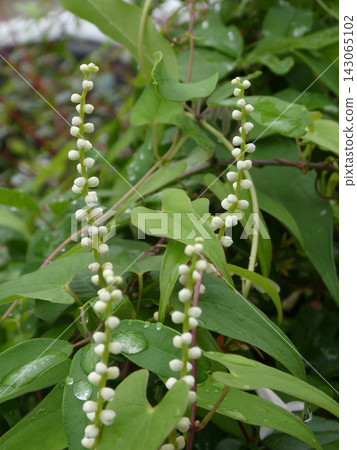 The male flowers of the Japanese yam (Dioscorea japonica) are erect and have small flowers on a rod-like base. The male flowers of the Japanese yam (Dioscorea japonica) are erect and have small flowers on a rod-like base. 143065102