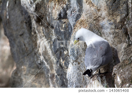 Kittiwakes on ledges near nest and incubate 143065408