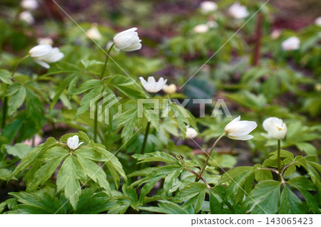 Anemones (Anemone nemorosa) in typical light forest Anemones (Anemone nemorosa) in typical light forest 143065423