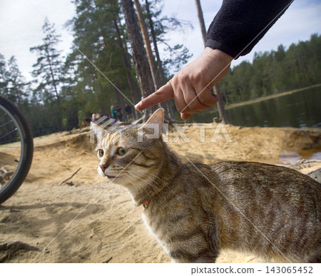 girls hands caress street cat girls hands caress street cat 143065452
