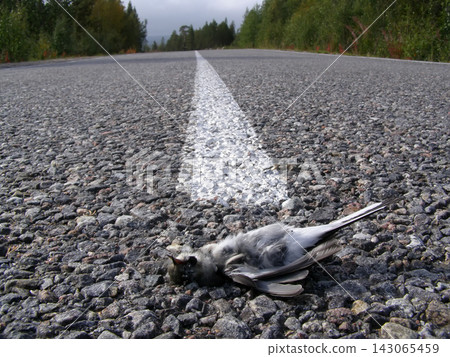 The killed bird The killed bird 143065459
