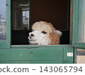 Landscape with alpacas 143065794
