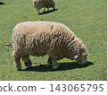 Grazing sheep　 143065795