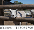 Sheep coming out of the fence 143065796