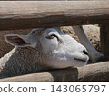 Sheep coming out of the fence 143065797