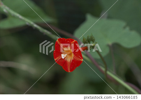 花小巧,漏斗狀,橙紅色,直徑約 2 公分;這些是日本木瓜(Ipomoea quamoclit)的花。 花小巧,漏斗狀,橙紅色,直徑約 2 公分;這些是日本木瓜(Ipomoea quamoclit)的花。 143066185
