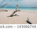 White driftwood on the white sand beach of Rock Island 143066748
