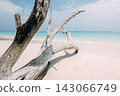 Weathered driftwood just before the beach on Rock Island 143066749