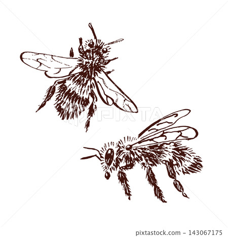 Two honey bees in different flying poses, hand drawn pen, ink line art vector insect set for raw honey packaging, apiary label, beekeeper branding, organic food identity, local farm market products 143067175