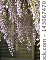 Clusters of pale purple wisteria blossoms 143067470