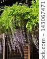 Wisteria flowers blooming beside the building 143067471