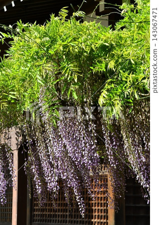 建築物旁盛開的紫藤花 建築物旁盛開的紫藤花 143067471