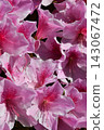 Close-up of pink azalea flowers 143067472