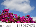 Pink azaleas against the blue sky 143067473