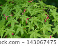 Green maple leaves with red winged fruits 143067475