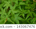 Overlapping green maple leaves 143067476