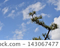 Pine branches reaching towards the blue sky 143067477