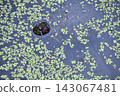 A turtle emerges from the water's surface, where floating plants are found. 143067481