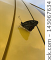 A butterfly flies 143067634
