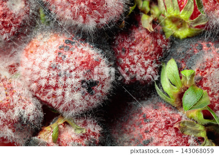 Strawberries covered in fuzzy white mold. Strawberries covered in fuzzy white mold. 143068059
