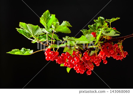 Red currant isolated on a black background. Red currant isolated on a black background. 143068060