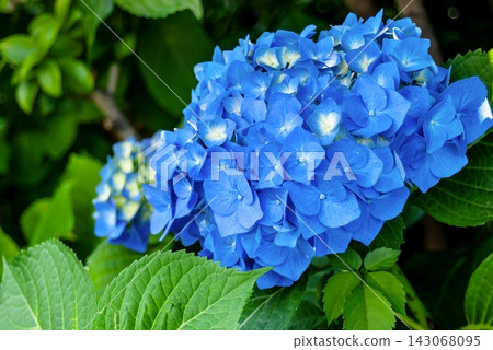 Large clusters of hydrangea flowers in deep blue and fresh green leaves. Large clusters of hydrangea flowers in deep blue and fresh green leaves. 143068095