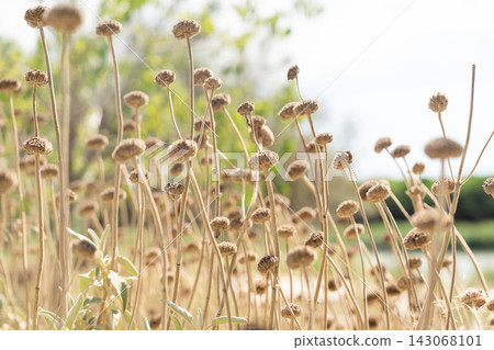 Dried phlomis flowers standing across sunny Camargue grassland in summer Dried phlomis flowers standing across sunny Camargue grassland in summer 143068101