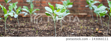 Young Romanesco cauliflower plants (Brassica oleracea var. botrytis) growing in cultivated soil in a garden or vegetable plot 143068111