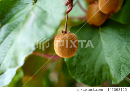 Single kiwi fruit (Actinidia deliciosa) on a branch in a eco garden. Fuzzy crop in the foreground among lush leaves on a sustainable farm Single kiwi fruit (Actinidia deliciosa) on a branch in a eco garden. Fuzzy crop in the foreground among lush leaves on a sustainable farm 143068123