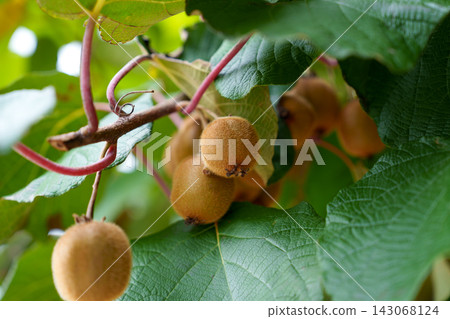 Actinidia deliciosa kiwifruits ripening on the vine surrounded by green leaves. Orchard harvest and homegrown fruit concept 143068124