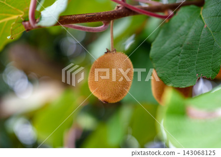 Actinidia deliciosa with kiwifruits hanging from a woody climbing vine among dense green foliage. Actinidia deliciosa with kiwifruits hanging from a woody climbing vine among dense green foliage. 143068125