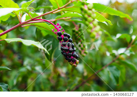 Ripe cluster of American pokeweed berries (Phytolacca americana) hanging from a shrub branch. Close-up of glossy black toxic fruits  143068127
