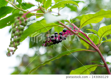 Dark purple Phytolacca americana pokeweed berries clustered on a vivid magenta stem surrounded by green leaves. Wild autumn plant Dark purple Phytolacca americana pokeweed berries clustered on a vivid magenta stem surrounded by green leaves. Wild autumn plant 143068129
