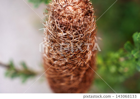 Withered brown cylindrical inflorescence of an Australian native Banksia praemorsa plant 143068133