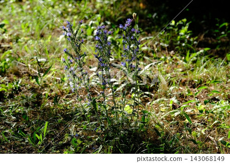 Vibrant Blue Vipers Bugloss Wildflowers Blooming in Sunny Summer Meadow Providing Nectar for Bees and Pollinating Insects Vibrant Blue Vipers Bugloss Wildflowers Blooming in Sunny Summer Meadow Providing Nectar for Bees and Pollinating Insects 143068149