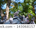 Urban Pigeons Perching Together on Modern Glass Canopy Surrounded by Green Trees in Kamianets Podilskyi Ukraine 143068157