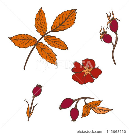 Vector botanical set with rose hips, autumn leaves and twigs. Hand drawn floral elements for branding, packaging, stationery and print. 143068230