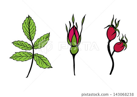 Vector botanical set with rosehip leaf, bud, and red berries on white background. Elegant floral elements for cosmetic packaging and card design. Vector botanical set with rosehip leaf, bud, and red berries on white background. Elegant floral elements for cosmetic packaging and card design. 143068238