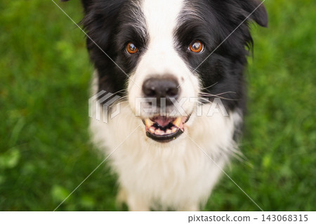 Pet activity Dog outdoors. Cute puppy dog border collie walking on garden park. Pet walking in summer day outdoors. Funny emotional dog having playful mood. Love for pets friendship companion pet care Pet activity Dog outdoors. Cute puppy dog border collie walking on garden park. Pet walking in summer day outdoors. Funny emotional dog having playful mood. Love for pets friendship companion pet care 143068315
