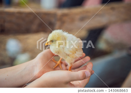 Small chick rests in a child's gently cupped hands. Gentle care and respect for fragile life. Small chick rests in a child's gently cupped hands. Gentle care and respect for fragile life. 143068663