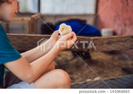 Boy gently holds a chick during a hands on farm visit. Hands on learning and animal education. Boy gently holds a chick during a hands on farm visit. Hands on learning and animal education. 143068665