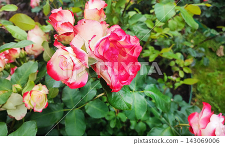 Blooming pink and white roses in a lush garden during springtime Blooming pink and white roses in a lush garden during springtime 143069006